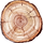 Tree Trunk